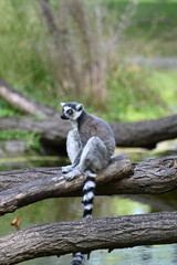 a ring tailed lemur sitting on a tree branch