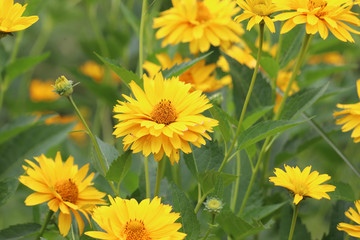 Perennial sunflowers in bloom