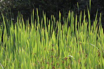 Sun through bull rushes