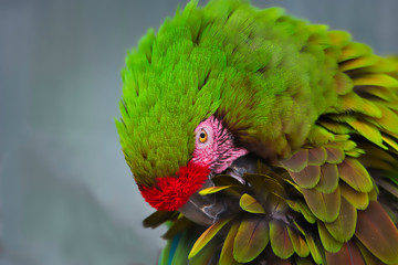 2020-08-20 A GREEN AND RED MCCAW WITH RUFFLED FEATHERS AND A BRIGHT EYE