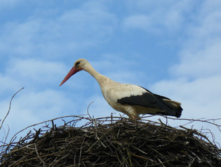 Adult stork in its nest