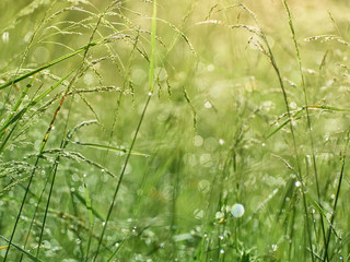 Drops of dew on the grass in defocus