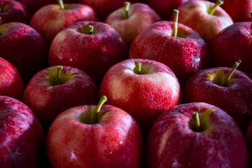 Red Apples in drops of dew in a dark background