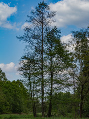 Ogromne drzewo na leśnej polanie 