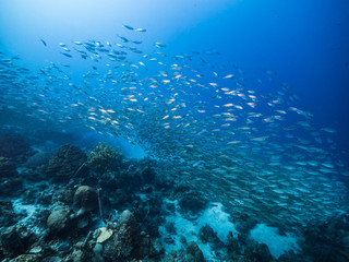 Fototapeta na wymiar Bait ball / school of fish in turquoise water of coral reef in Caribbean Sea / Curacao