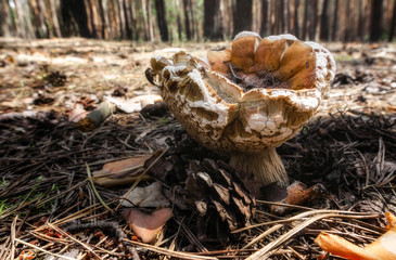 mushroom in the coniferous forest close up