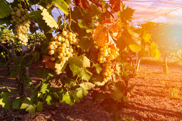 Close Up of Italian Grape Plantation in Summer before the Harvest. Perfect Background for Wine imagery and natural product promotion. White grape production for table in Italy