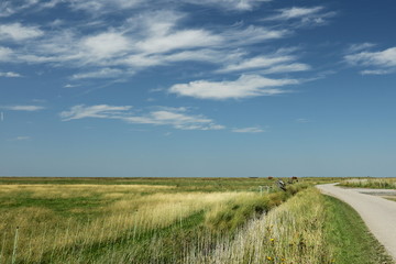 Landschaft an der Nordsee auf der Insel Hooge