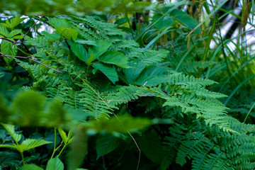 Ferns