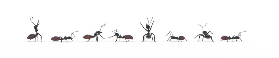 team work concept with ants