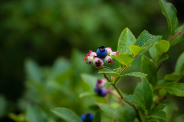 Blueberries 1