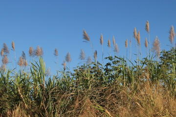 Pinhão 