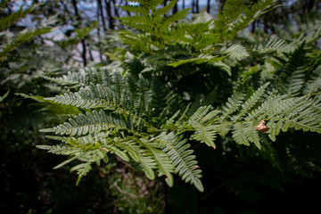 Seaside Ferns