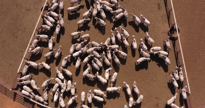 Agribusiness - Aerial photo of white Nellore herd, confined Nelore cattle, high quality Nellore cattle - Livestock