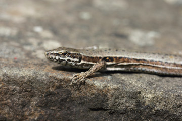 Podarcis muralis (Podarcis muralis)