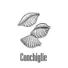 Italian pasta conchiglie (shell shaped). Hand drawn sketch style illustration of traditional italian food. Best for menu designs and packaging. Vector drawing isolated on white background.