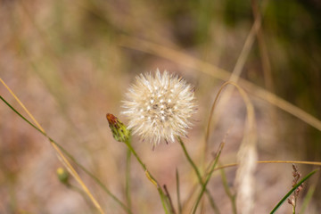Dandelion 1