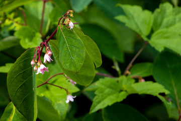 Forest Flower Petals