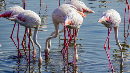 pink flamingos in the blue waters in wild life sanctuary
