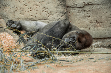 Sleeping gorila
