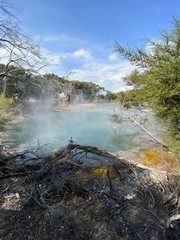 Source chaude du parc Kuirau à Rotorua, Nouvelle Zélande 