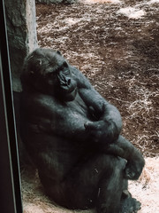Fototapeta na wymiar Gorilla in the zoo