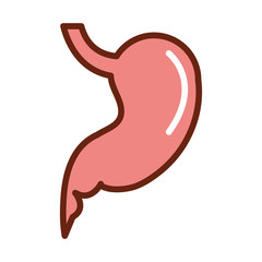 human body stomach anatomy organ health line and fill icon