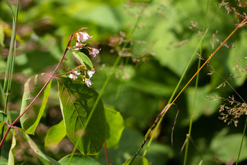 Forest Flower Petals 4