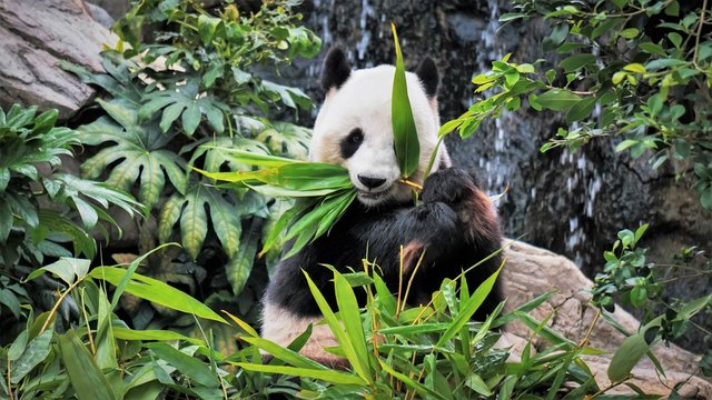giant pand eating bamboo