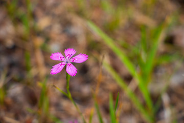 Pink Forest Flower 2