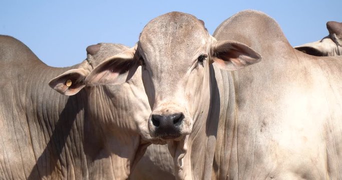 Agribusiness - Nellore cattle, white Nellore, high performance Nellore cattle, genetics - Livestock