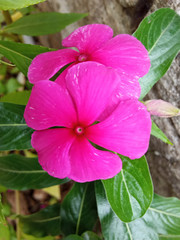 pink flower in the garden