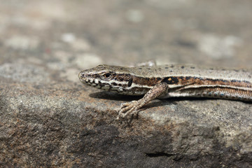 Podarcis muralis (Podarcis muralis)