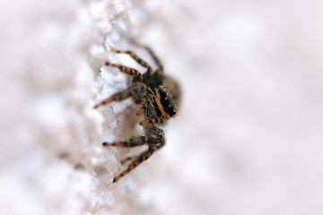Springspinne