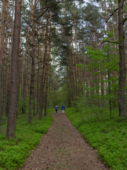 Spacer leśnym traktem  © spacer.z.aparatem 