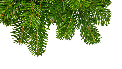 Close up branch of green spruce tree isolated