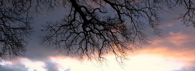 &Auml;ste und Wolken im Winter