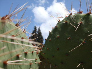 Kaktus 