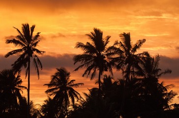 Fototapeta na wymiar Exotic sunset