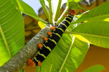 Beautiful black, orange and yellow caterpillar on a tree branch. Small animal that will become a butterfly. Selective focus.