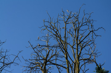 drzewo natura roślina niebo widok