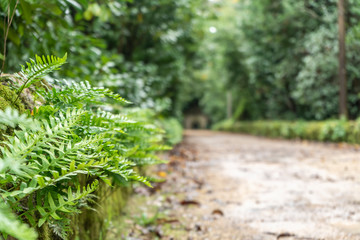 Amazing, old park in Serra de Bussaco, Portugal