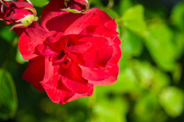 kwiat macro natura płatki bokeh roślina ogród