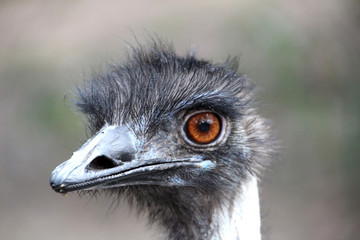 ostrich head