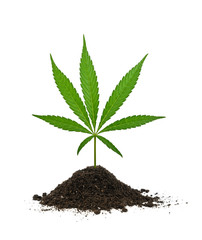 One fresh green cannabis leaf growing in soil