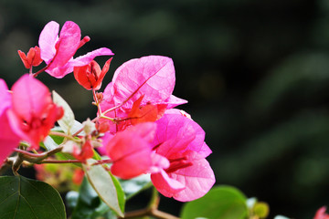 pink blooming bougainvillea close-up on nature background