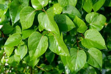 Fototapeta na wymiar Green wet leaves of a bush after rain. Close-up shot of green bush after rain.