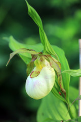 Frauenschuh, wilde Orchidee