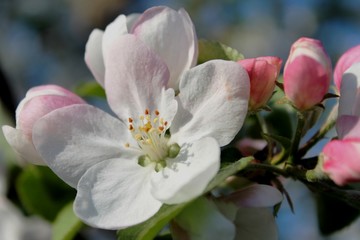 Obraz premium flower fleur