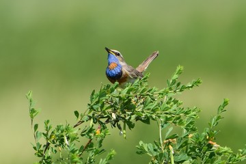 Bluethroat (Latin Luscinia svecica) is a small, songbird sits on a twig and sings on a summer day.